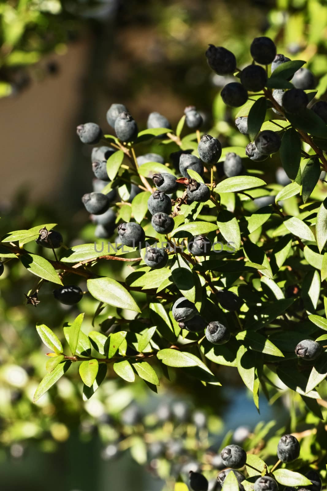 Fantastic  branch of myrtle with blue-black  fruit ,-myrtus communis -light and shadows 