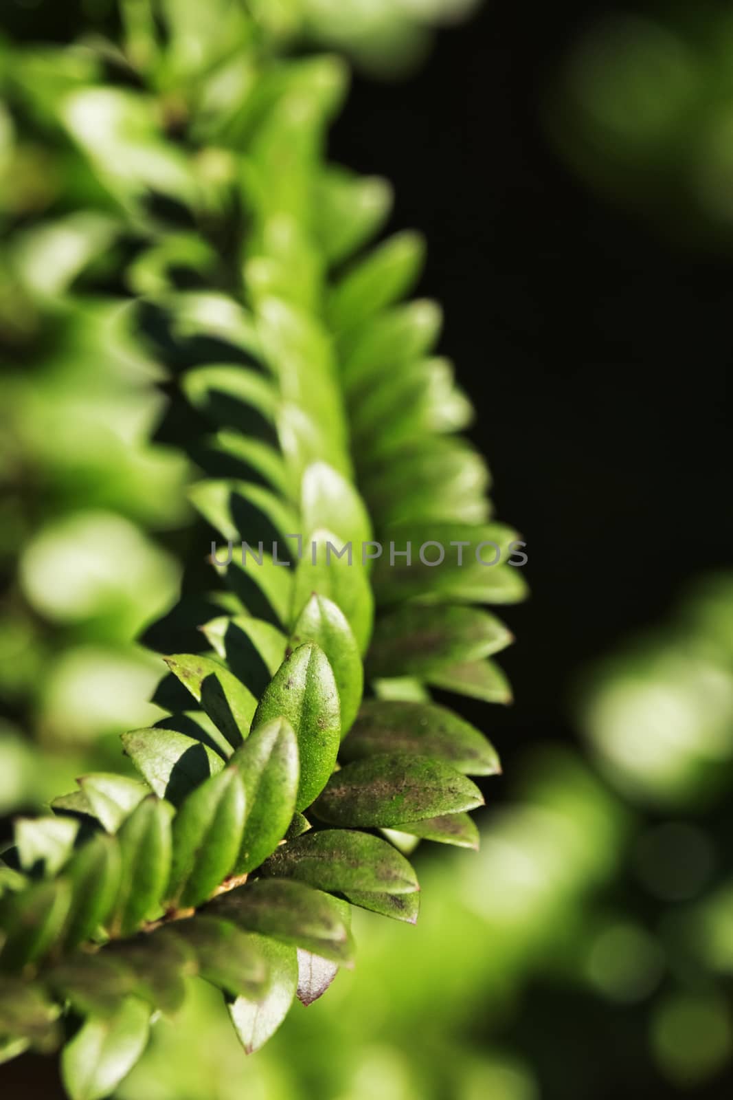 Fantastic  branch of myrtle in a sunny day , beautiful ovate leaves , vertical composition