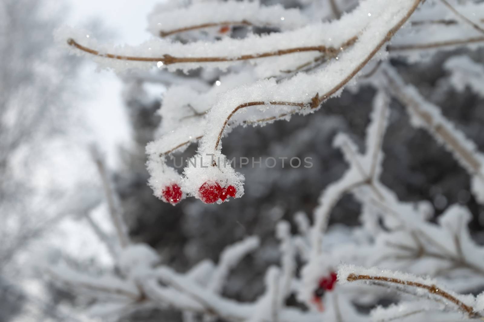 Wild ash berries in the winter forest. View from the front.