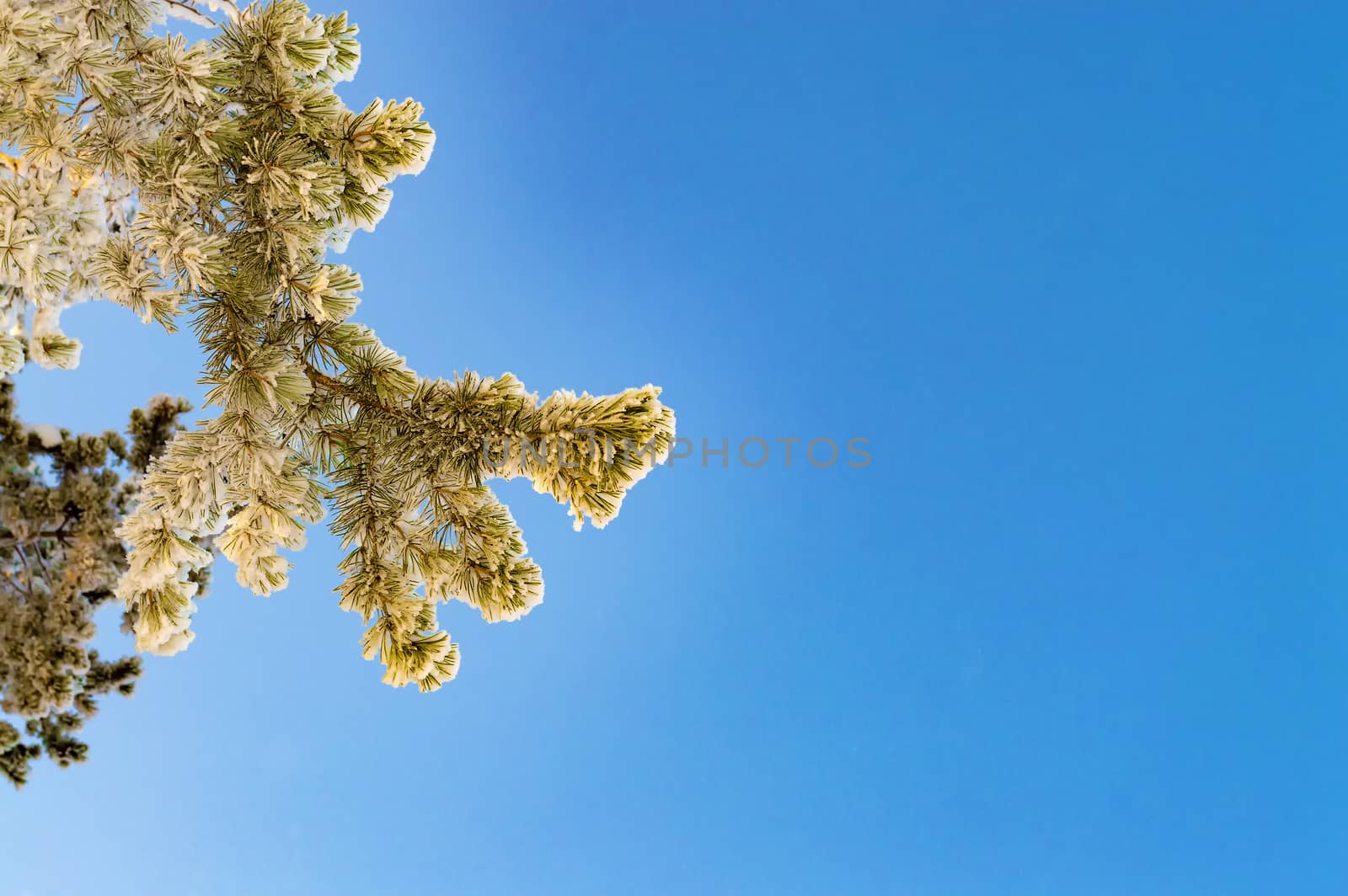 Branch of Siberian pine in snow against sky. Place to text.