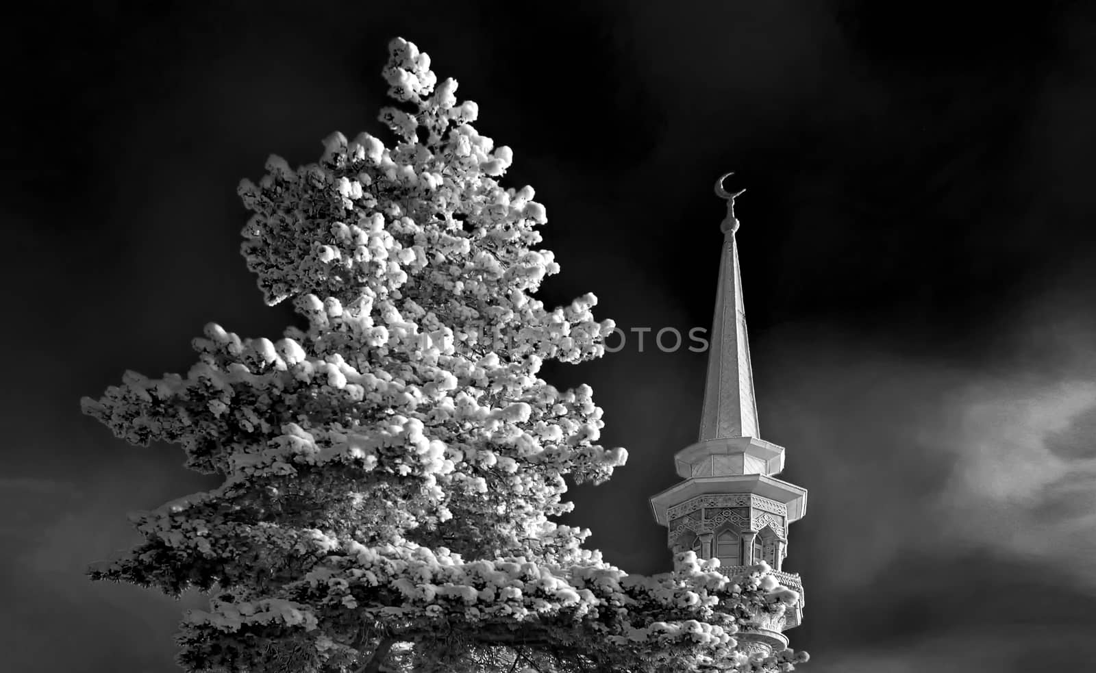 Mosque minaret in background behind Siberian pine on winter moonlit night. Black and white shot.