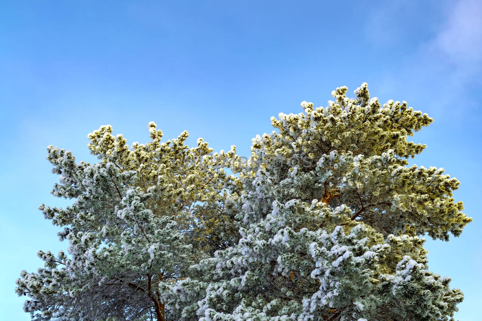 Branches of tall pine in snow against blue sky. View from bottom