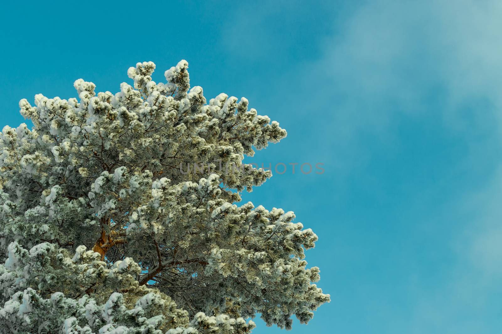 Branches of tall pine in snow against blue sky. Bottom view.