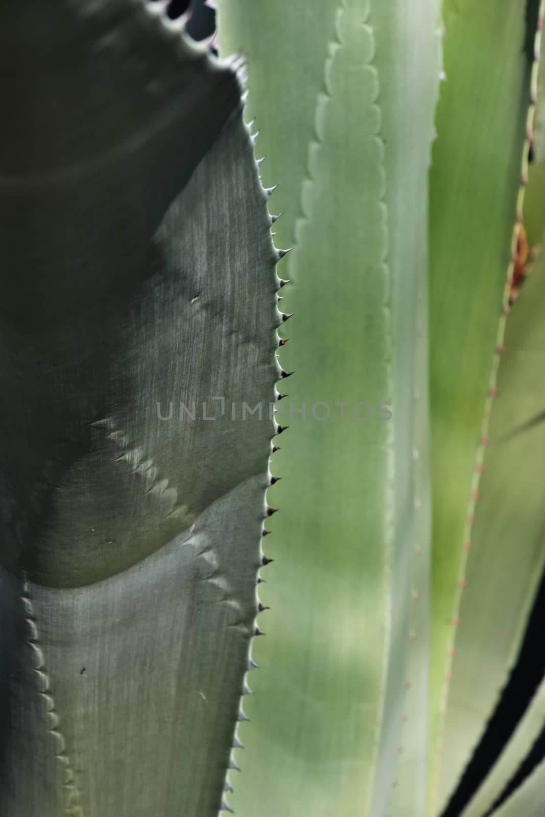 Blue -green agave leaves ,sharp  thorns  ,graphic effect ,high contrast , front view , vertical composition ,color shading 