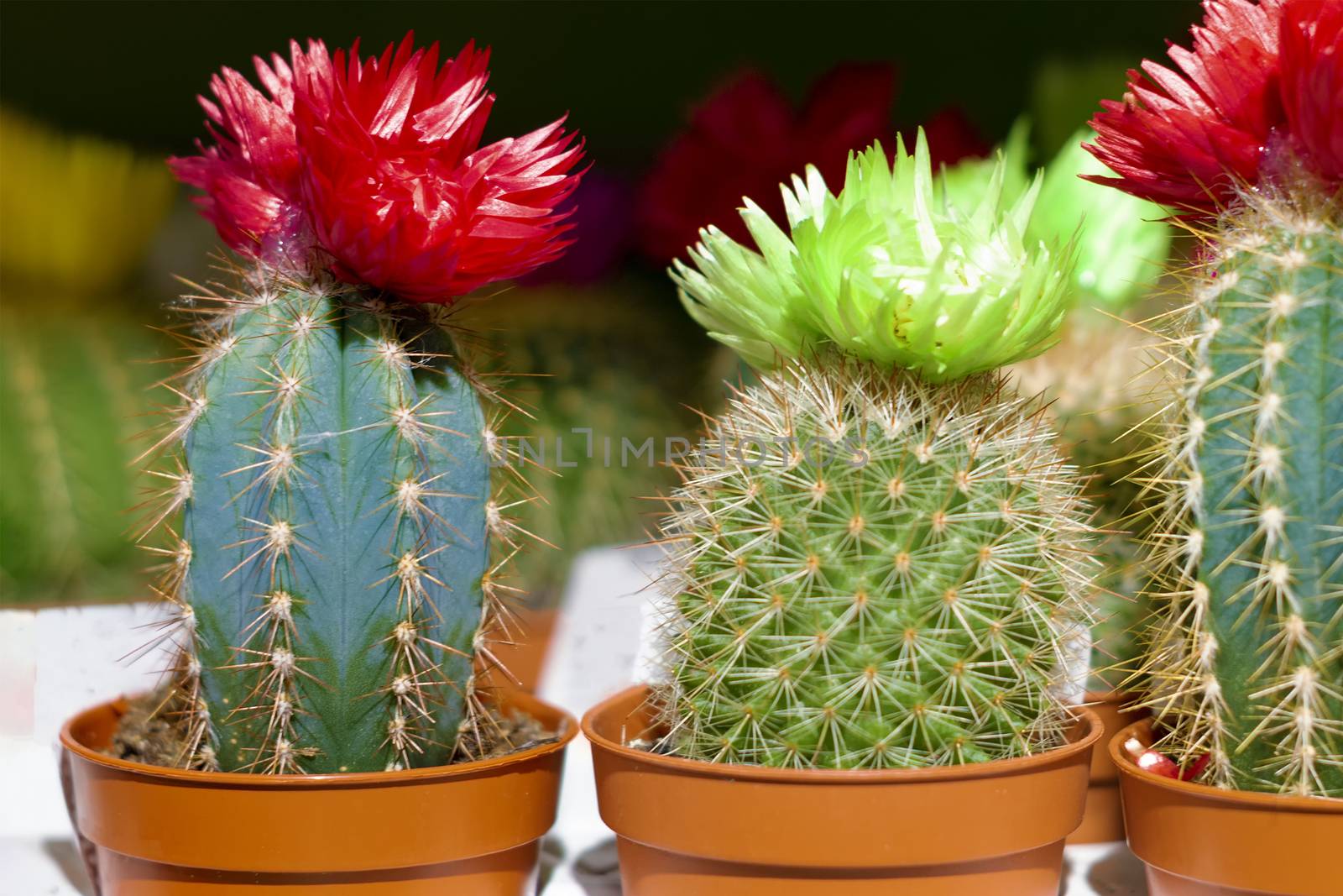 A number of green cacti with flowers on top. View from the front.