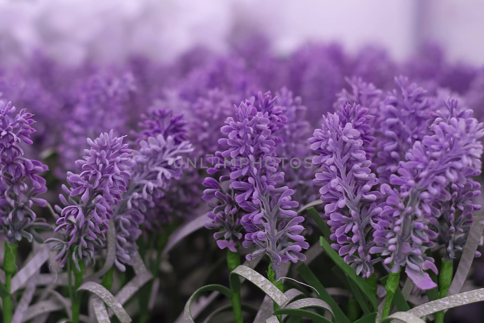 Lavender Flowers Pink Colors Blur Background. Front view