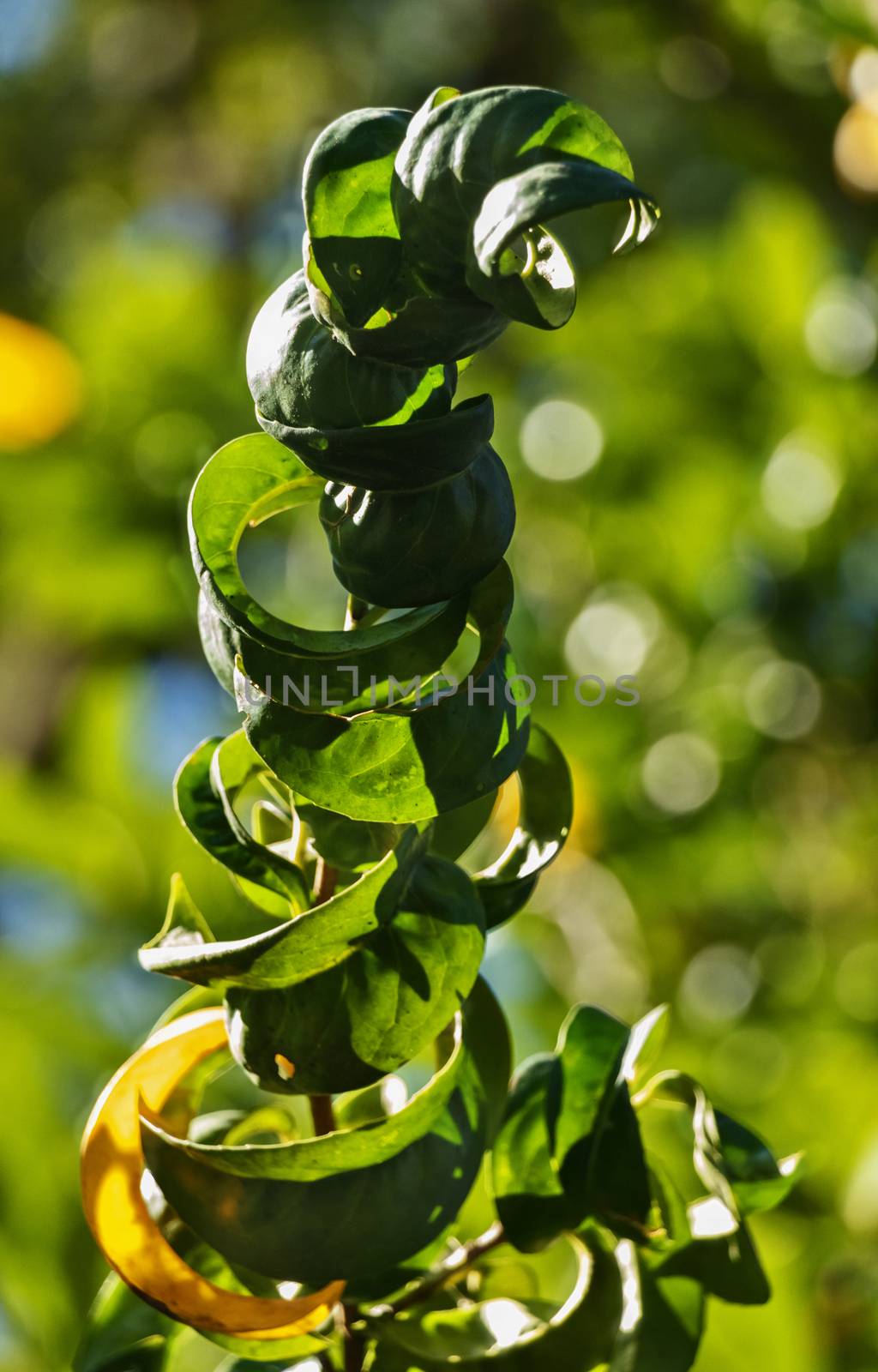 Leaves of a cherry laurel tree by victimewalker