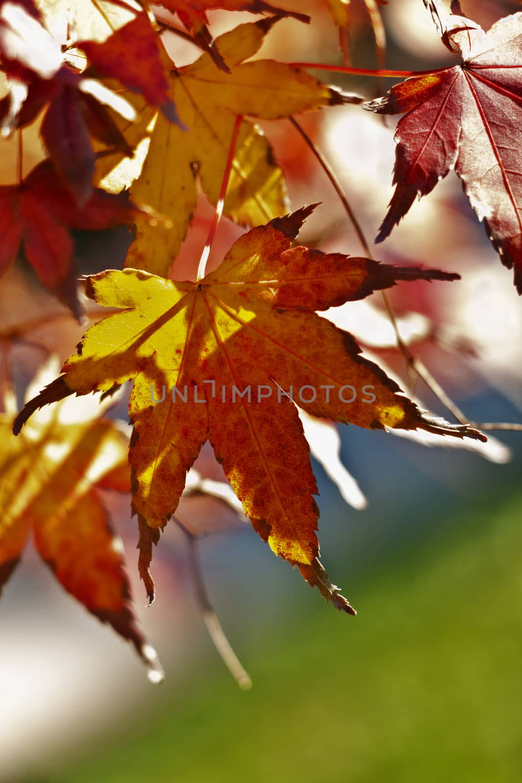 Several leaves of a japanese maple-acer palmatum - tree, bright orange yellow  leaves  backlighted ,leaves with seven acutely pointed lobes with serrated margins,  vertical composition 