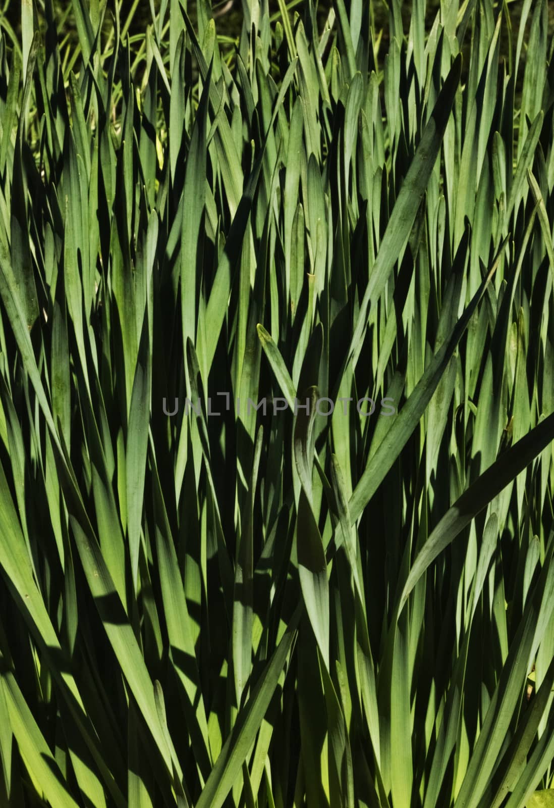 Fantastic narcissus  plant (daffodil -chinese sacred lily ) ,a bed of thin flat and green leaves 