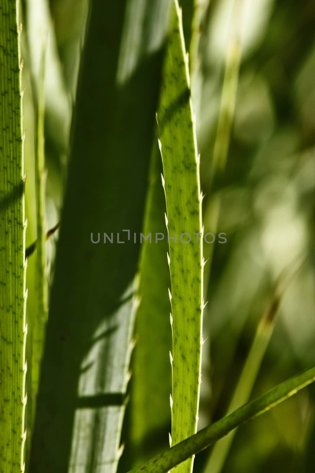 Impressive green leaves of the eryngium pandanifolium plant , the leaf is sword-shaped  and spiny , the backgound is out of focus