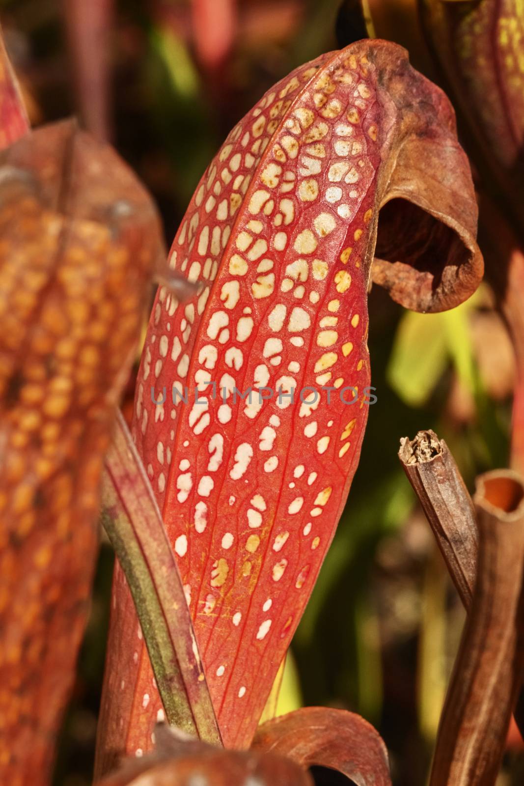 Pitcher plant -sarracenia flava-, the flower is red with white spots ,focus on the foreground ,leaves in the background