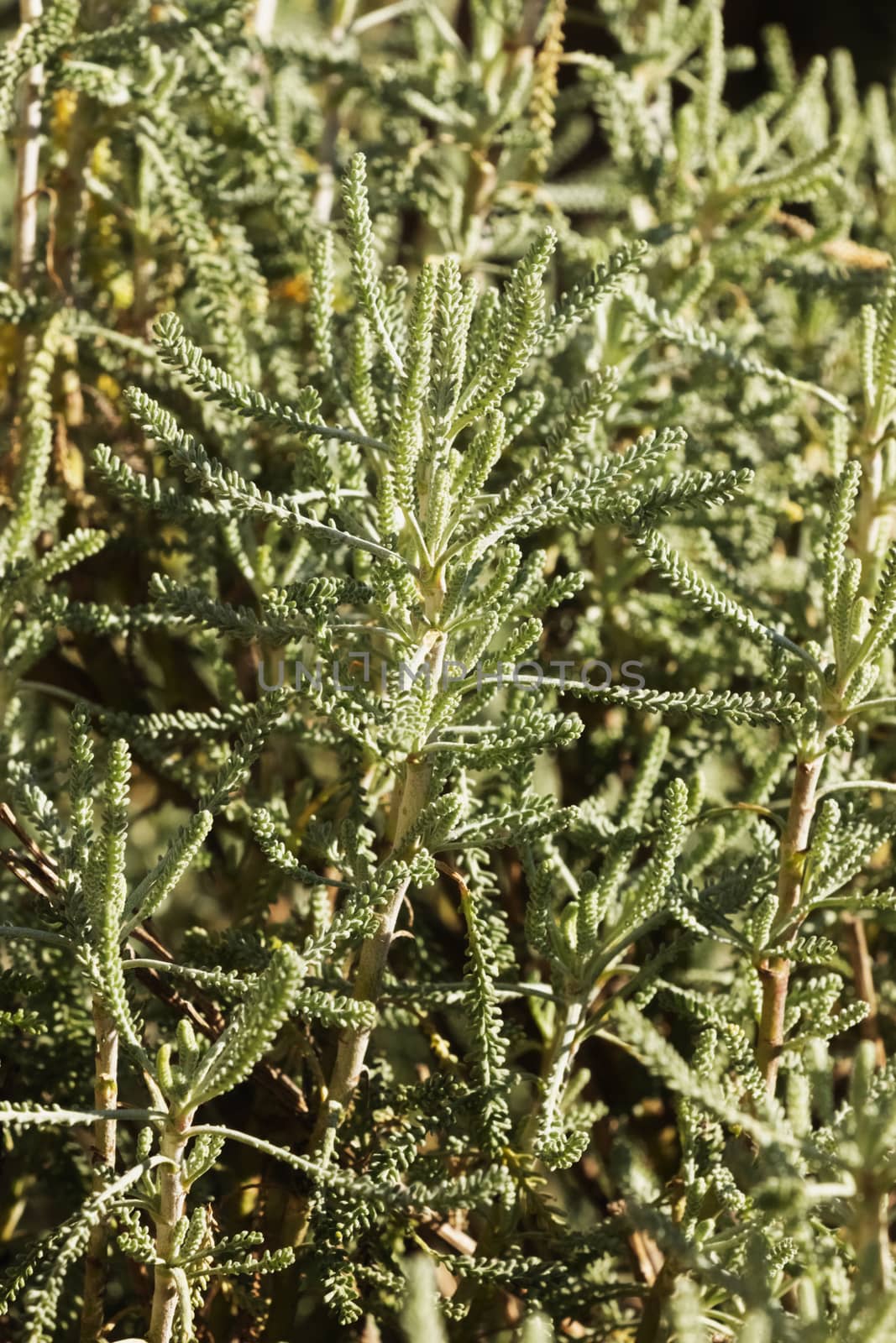 Beautiful holy flax -santorina rosmarinifolia- compact evergreen shrub , narrow aromatic green leaves in a sunny day