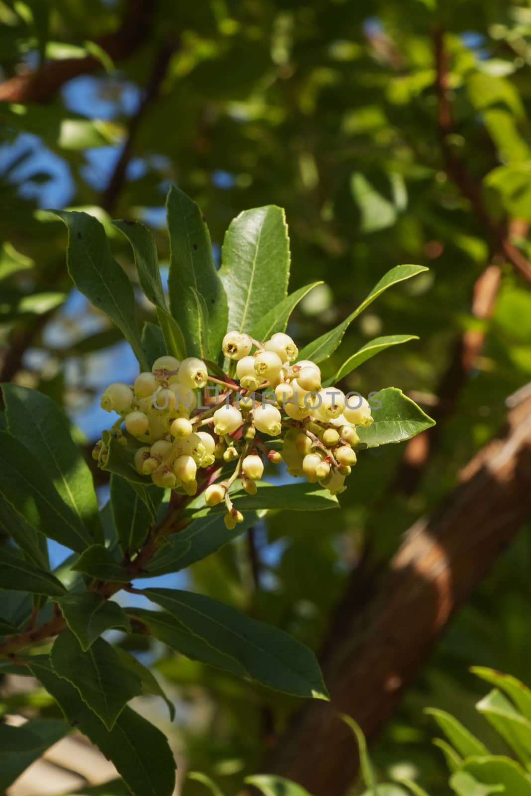 Beautiful white strawberry  tree flowers , a small branch with bell-shaped flowers , light and shadows