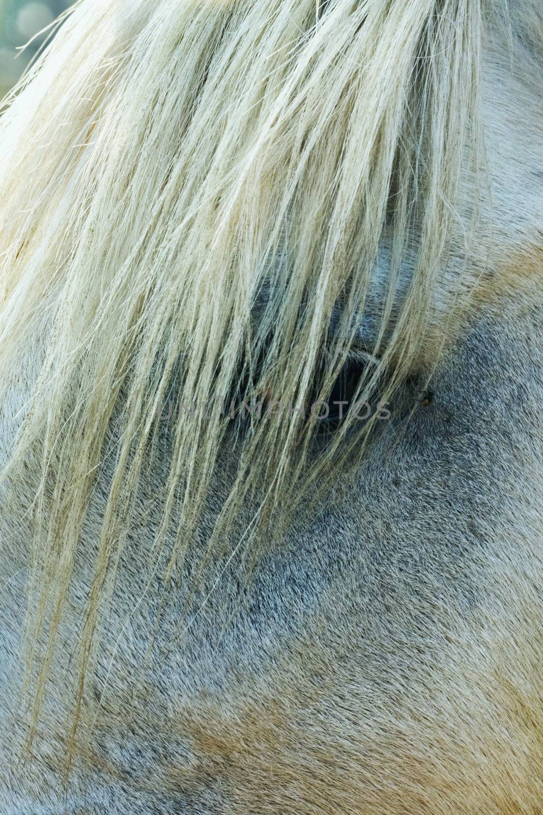 Detail of a horse head ,friendly and curious , long white hairs on the eye ,