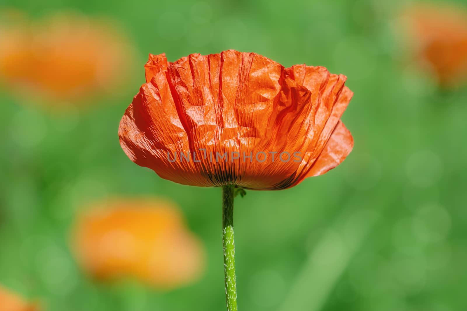 Blossom of poppy in the middle of the summer