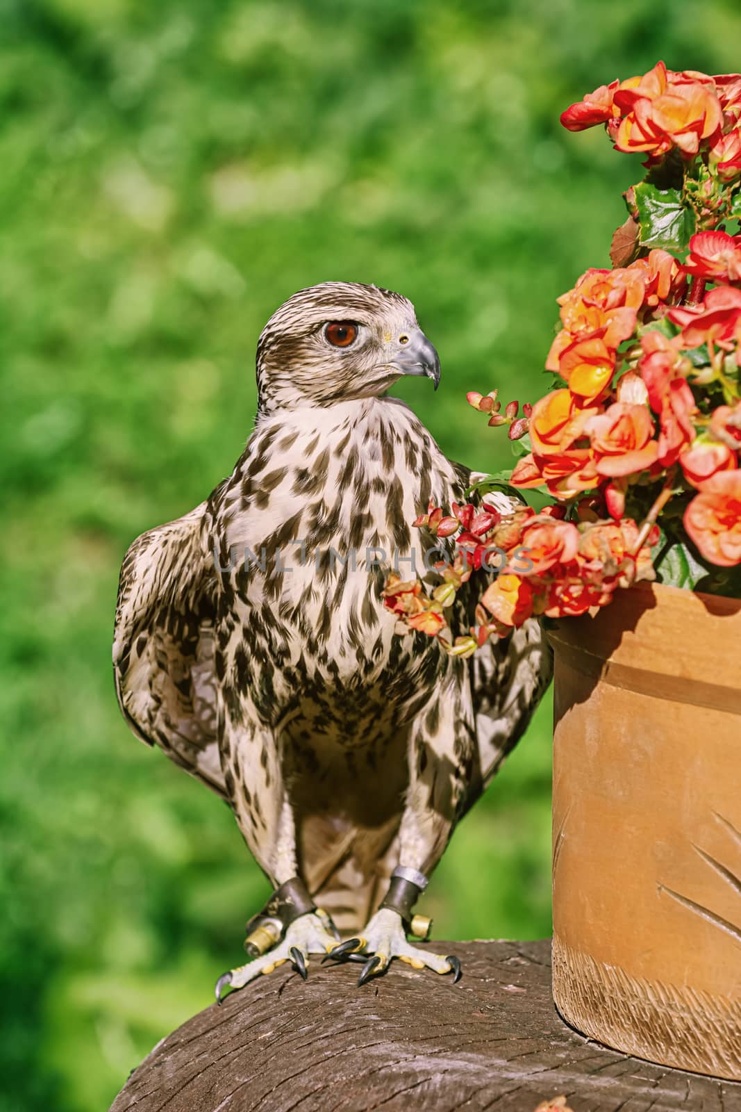 Saker falcon (Falco cherrug) by SNR
