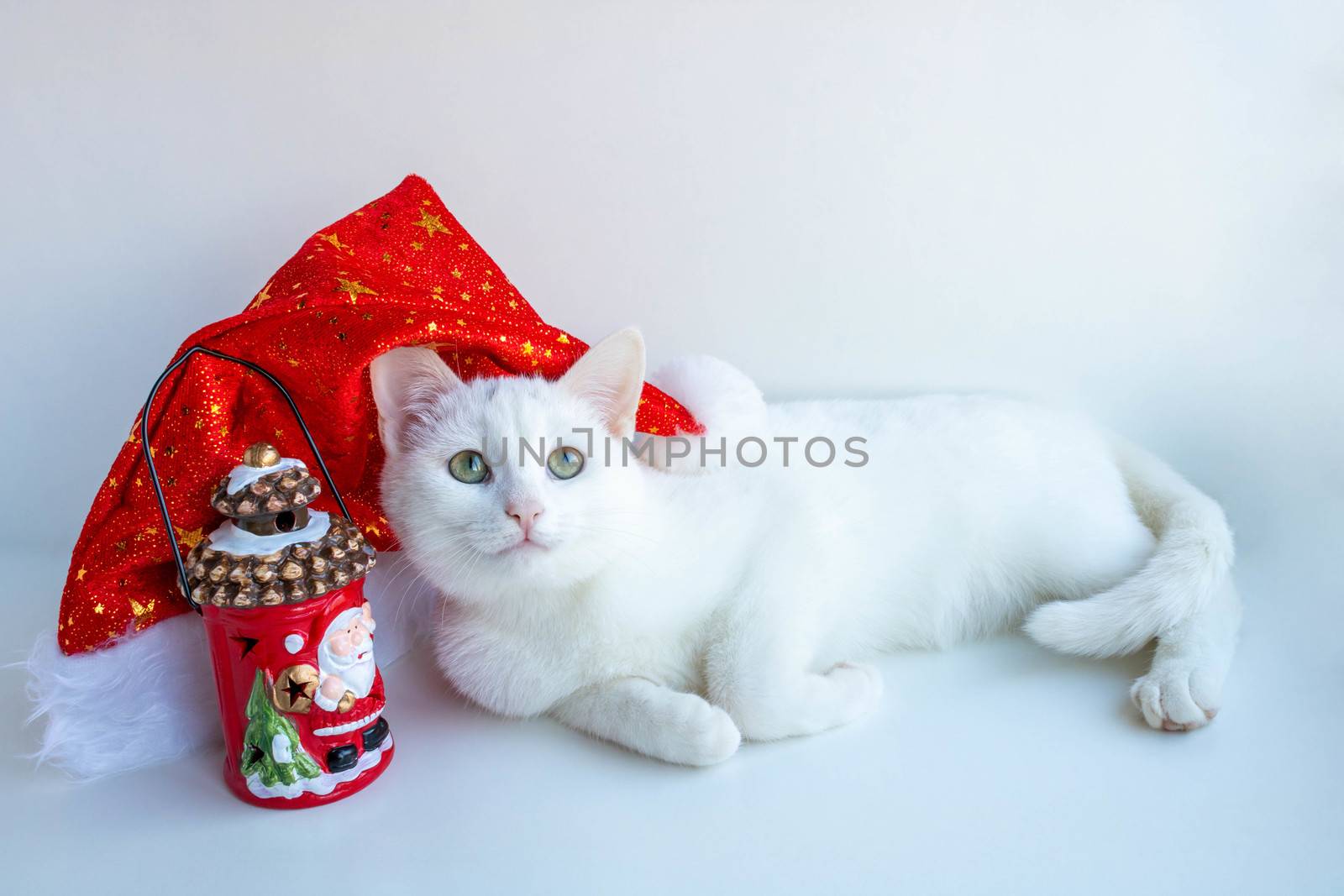 A white Christmas cat in a red Santa hat lies on a white background.