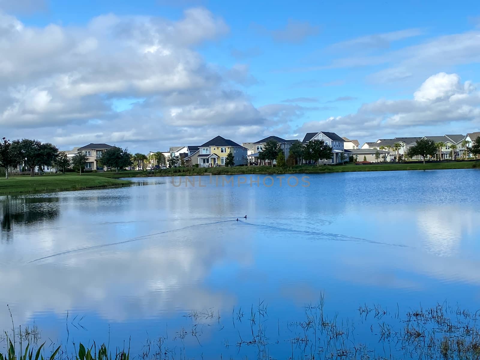 Ducks swimming on a calm lake in a neighborhood in Orlando, Florida.