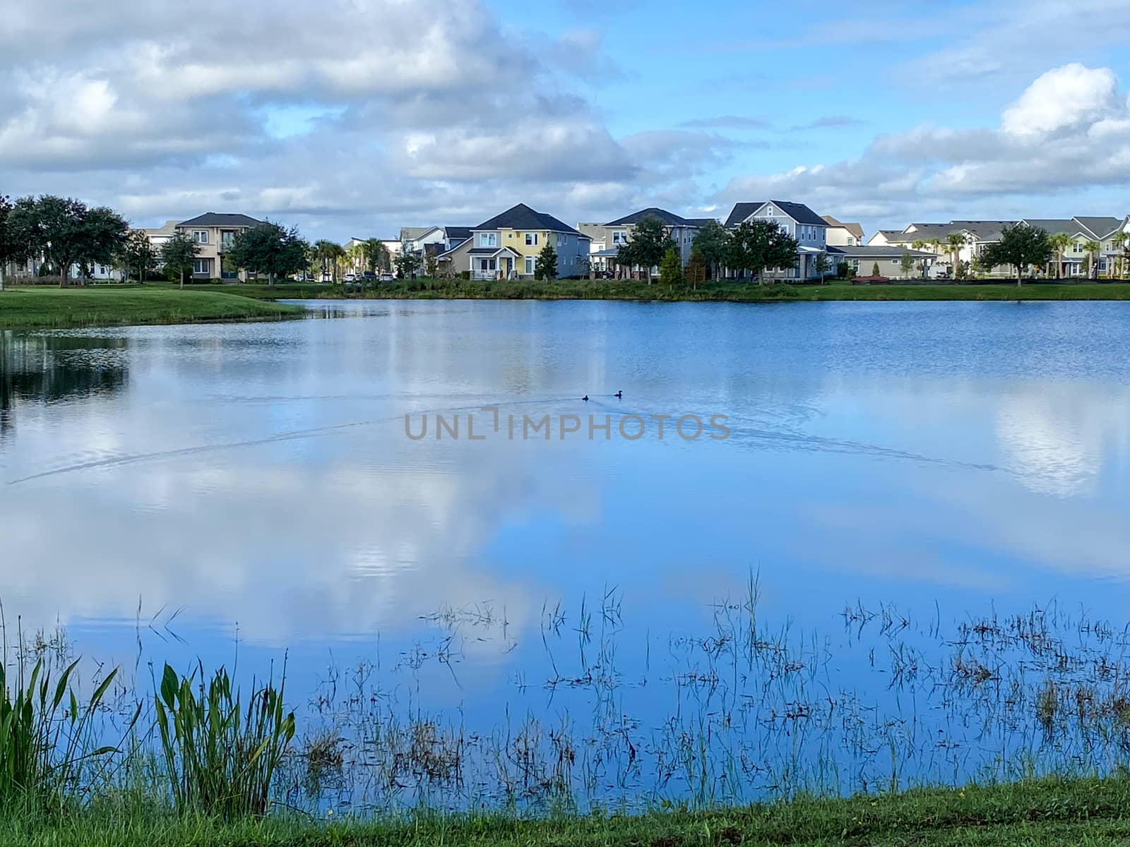 Ducks swimming on a calm lake in a neighborhood in Orlando, Florida.