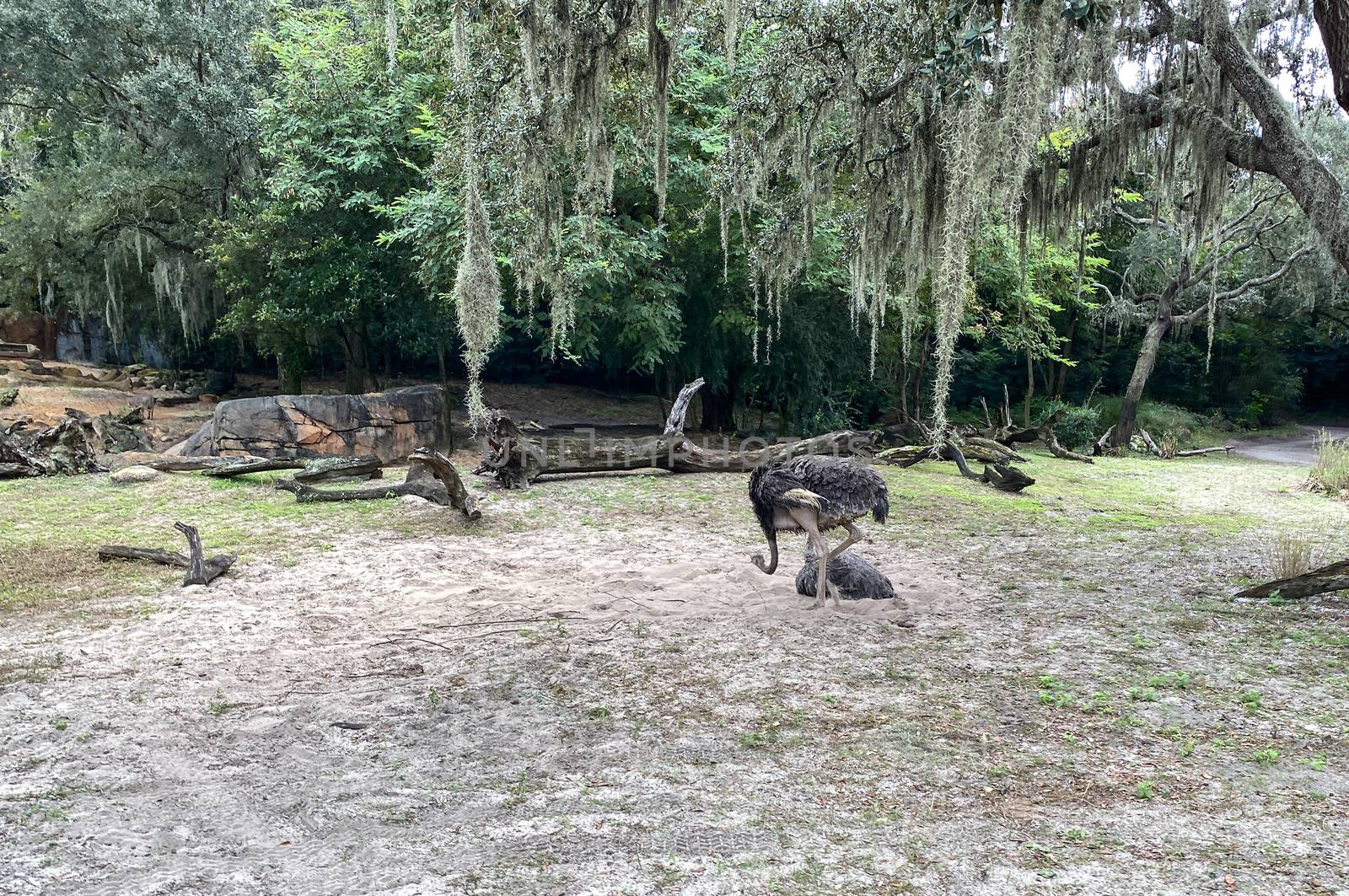 Two Ostriches hanging out at a zoo in Orlando, Florida.