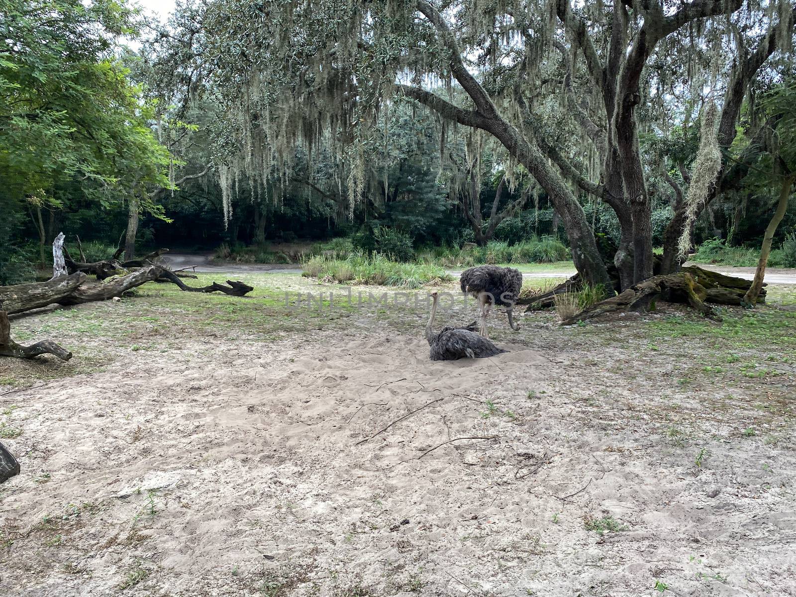 Two Ostriches hanging out at a zoo in Orlando, Florida.