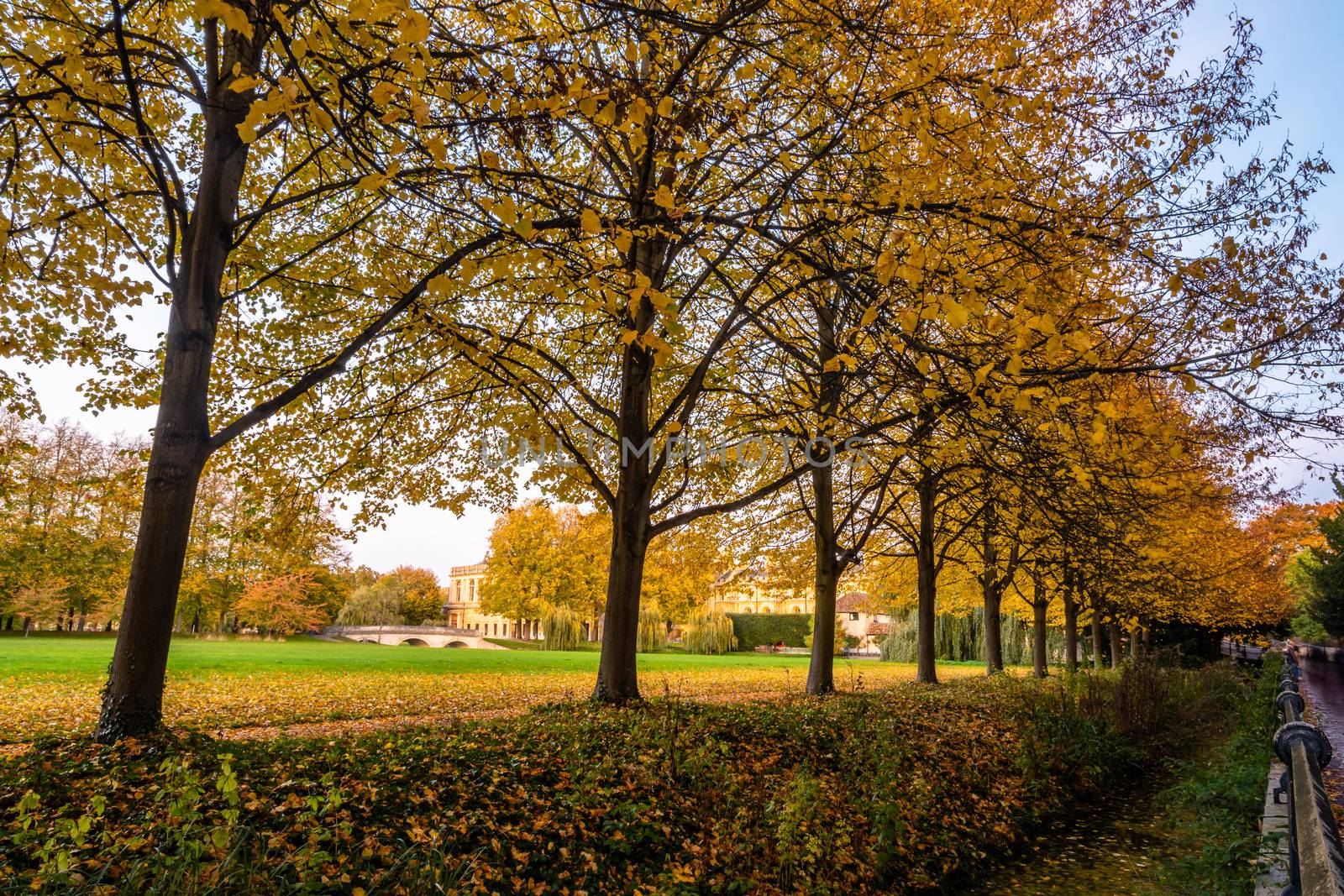 View of the trees at the back of Trinity College in autumn, Cambridge, UK.