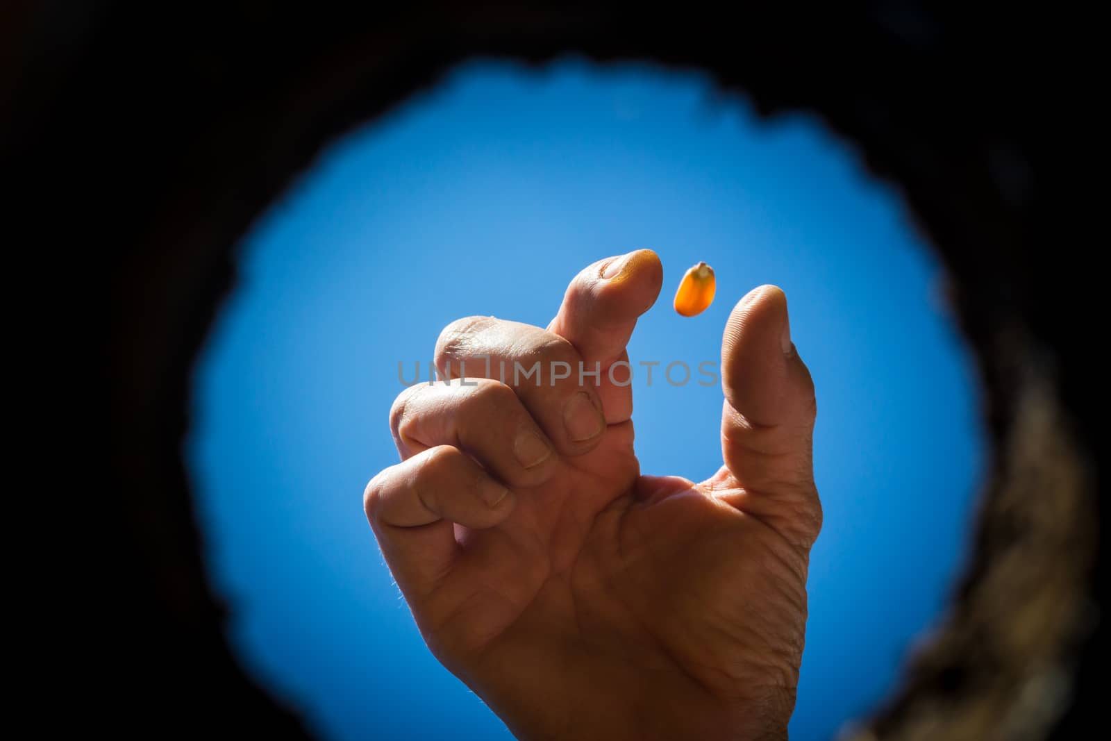 the hardworking hand that cultivates the garden seen from the inside of the earth