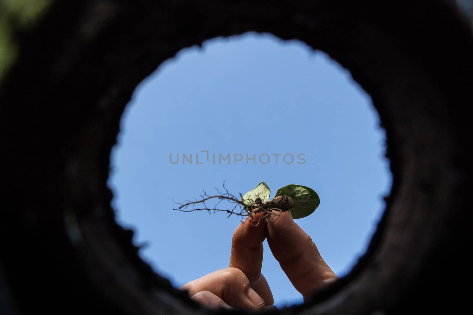 the hardworking hand that cultivates the garden seen from the inside of the earth