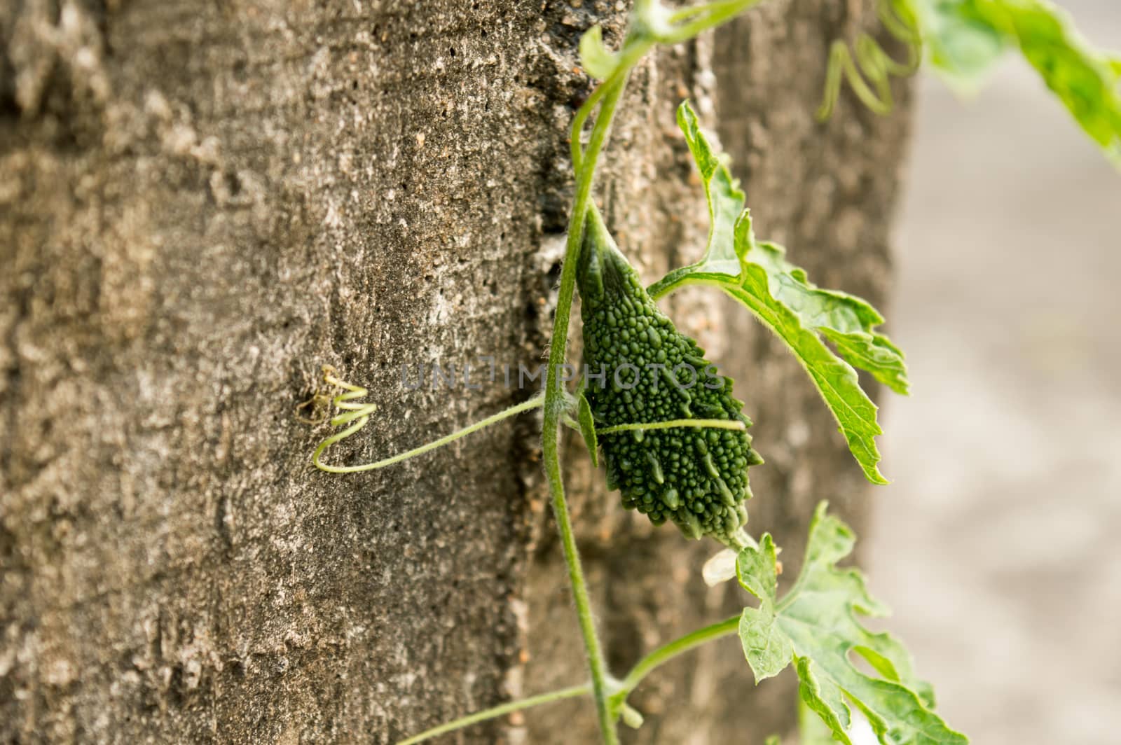 Ucche Karela Bitter Gourd or Bitter melon (momordica charantia Cucurbitaceae) in morning sunlight. It is a tropical and subtropical vine vegetable plant and edible fruit of bitterness and sour taste. by sudiptabhowmick