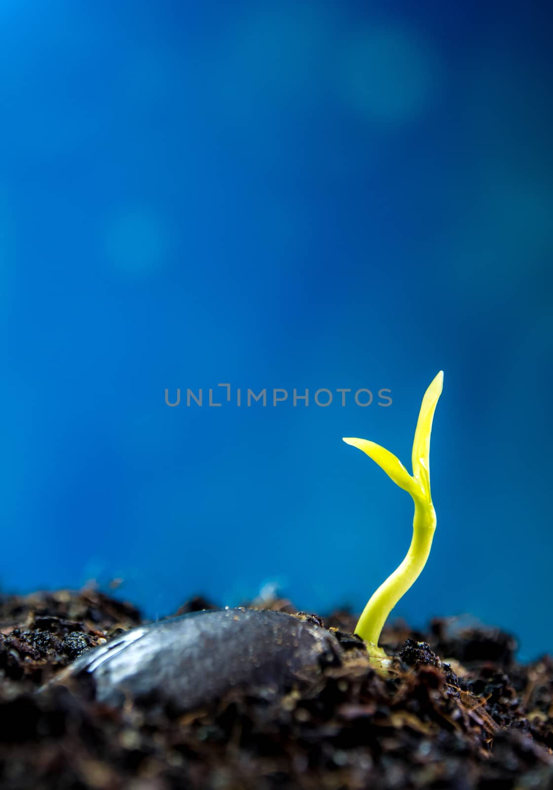 Freshness new life, leaves of young plant seedling in nature by Satakorn