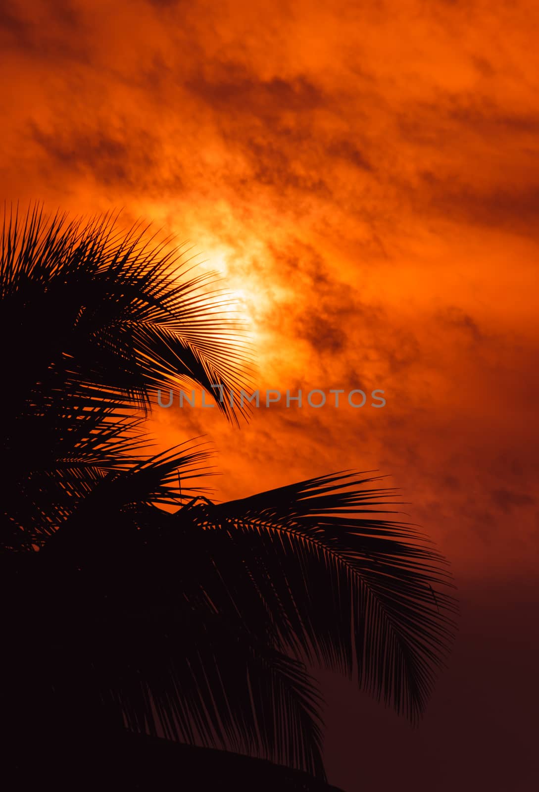 Dark palm tree leaves against beautiful orange colors on the background sky, by nilanka