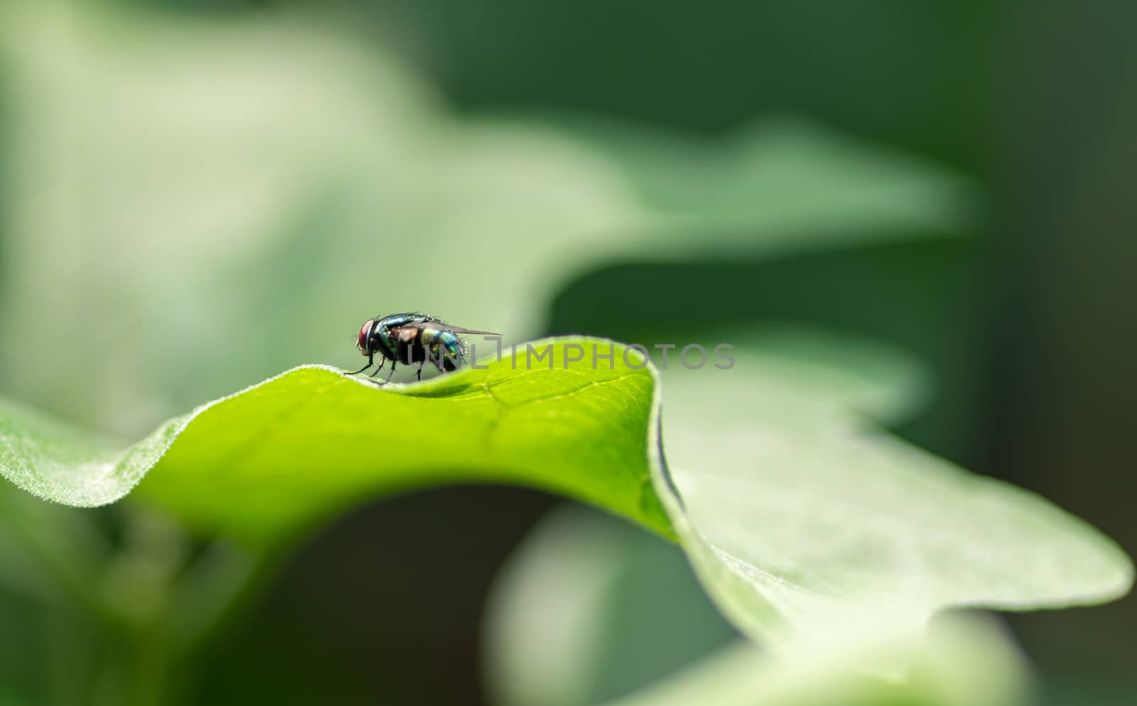 Housefly on a green leaf in the garden close up macro photograph by nilanka