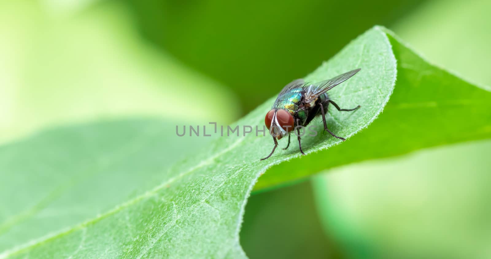 Common Housefly on a green leaf in the garden close up macro photograph