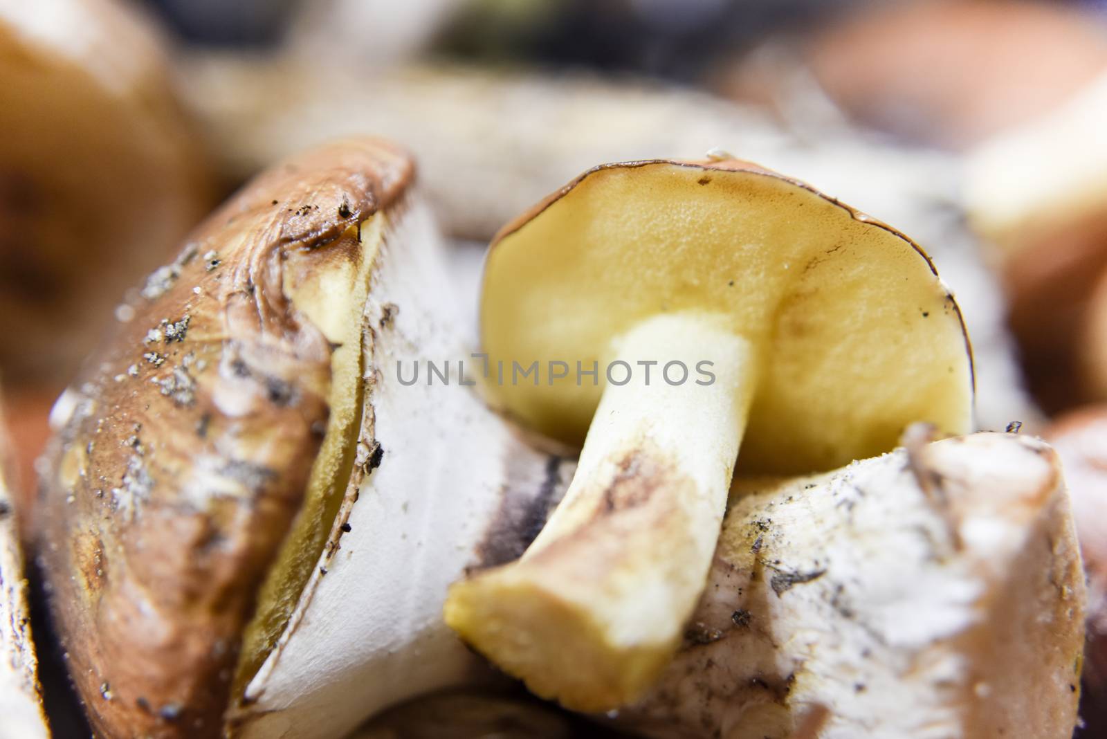 selective focus at the bottom side of the mushroom. Macro fotography, food concepts