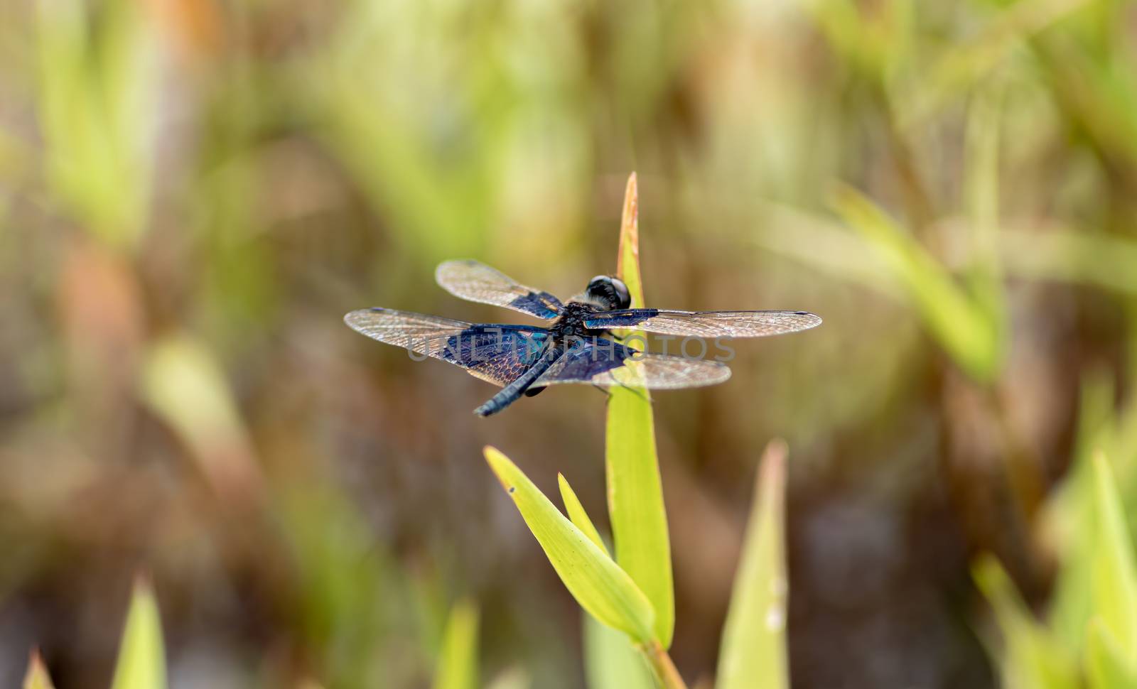 vivid colors on dragonfly wings, sunbathing in summer garden macro photography
