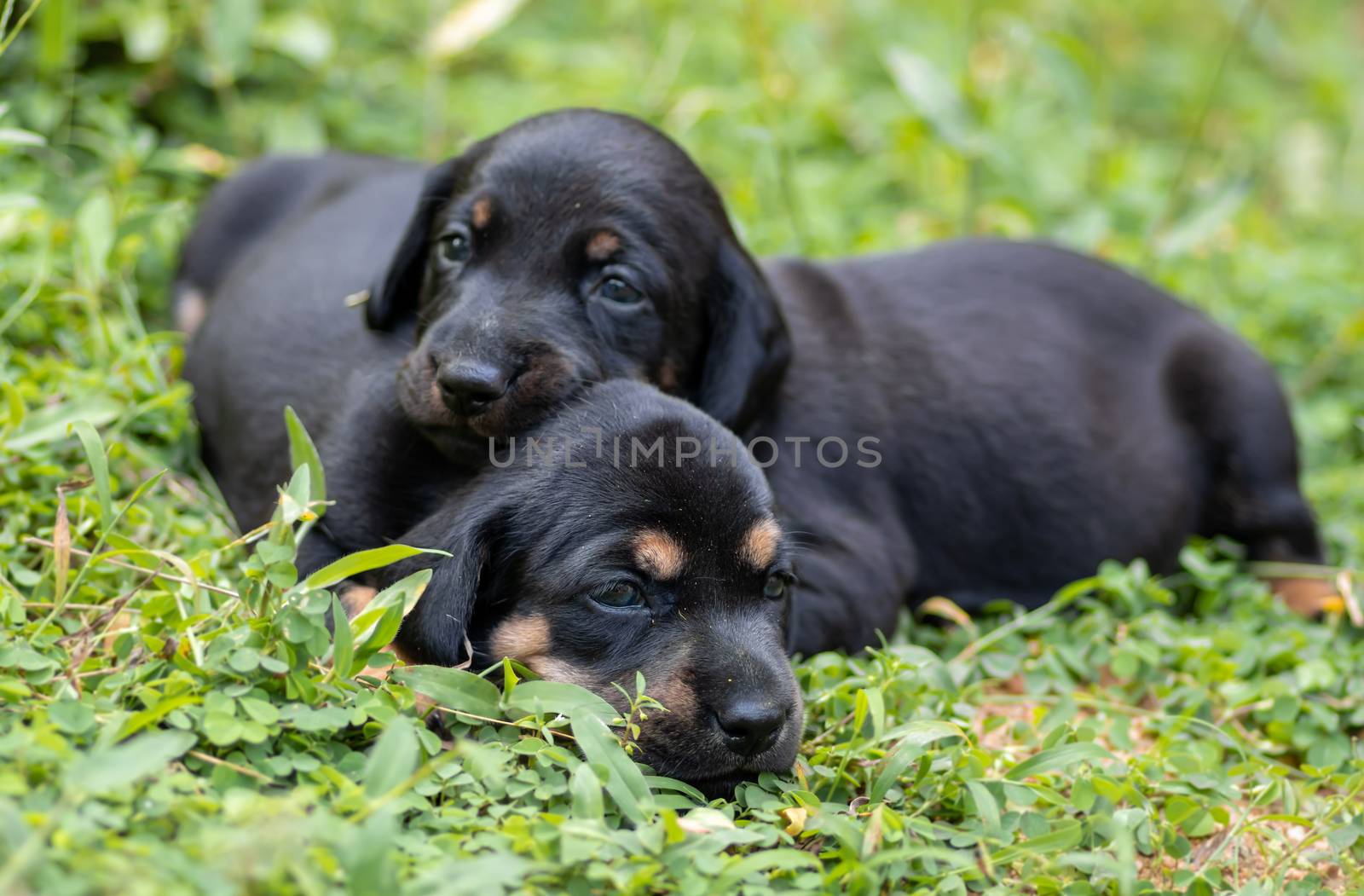 Beautiful dog breed of Dachshund puppies on a grass field, siblings love, always together, just open their eyes