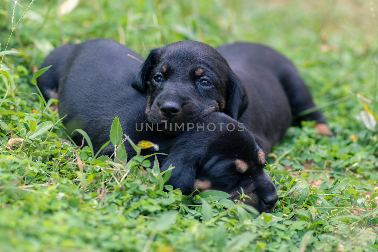 Beautiful dog breed of Dachshund puppies on a grass field, siblings love, always together by nilanka