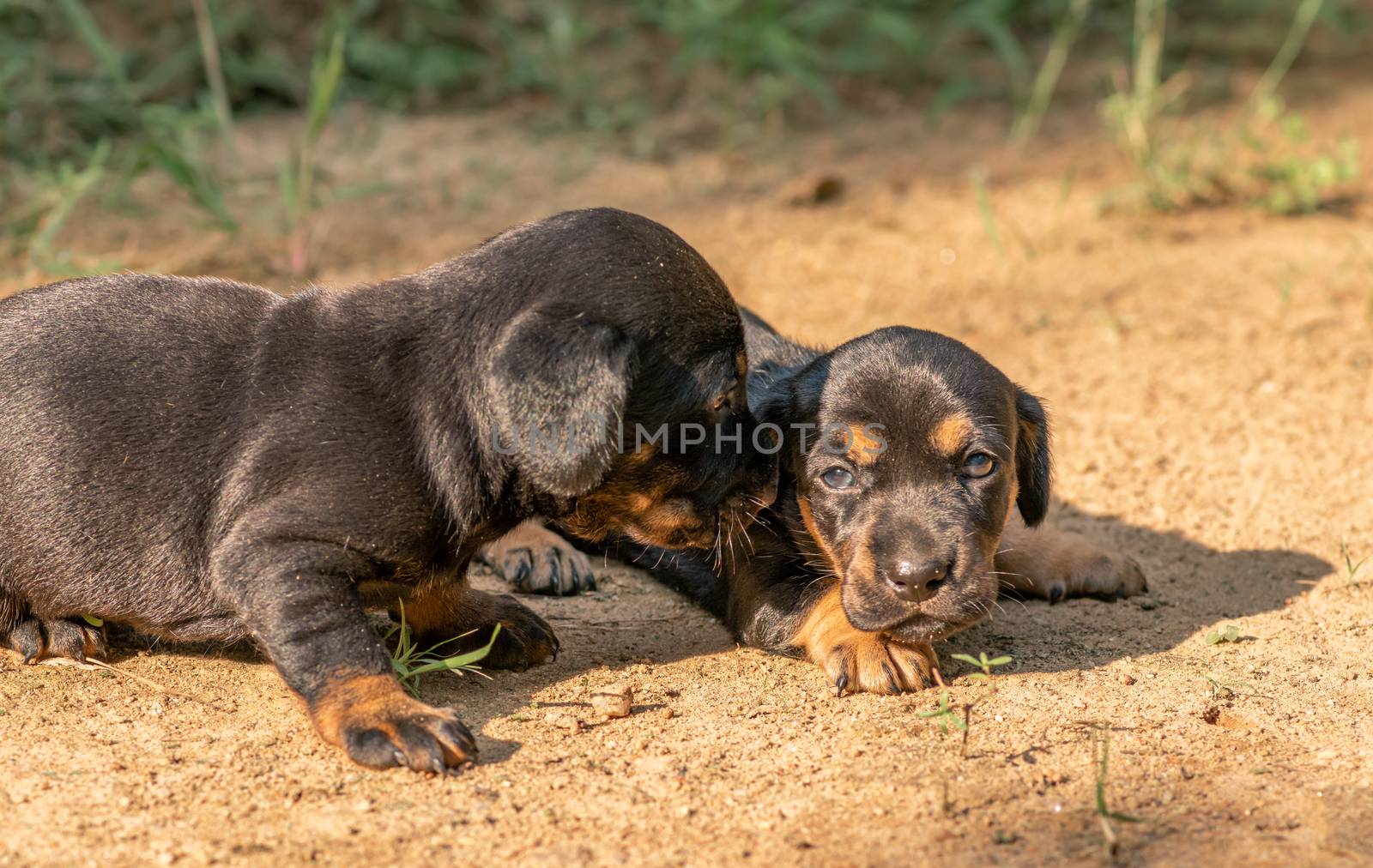 Dachshund puppies starting to explore the world around them for the 1st time, evening light hit their faces, siblings love, older sibling taking care of the younger sister,