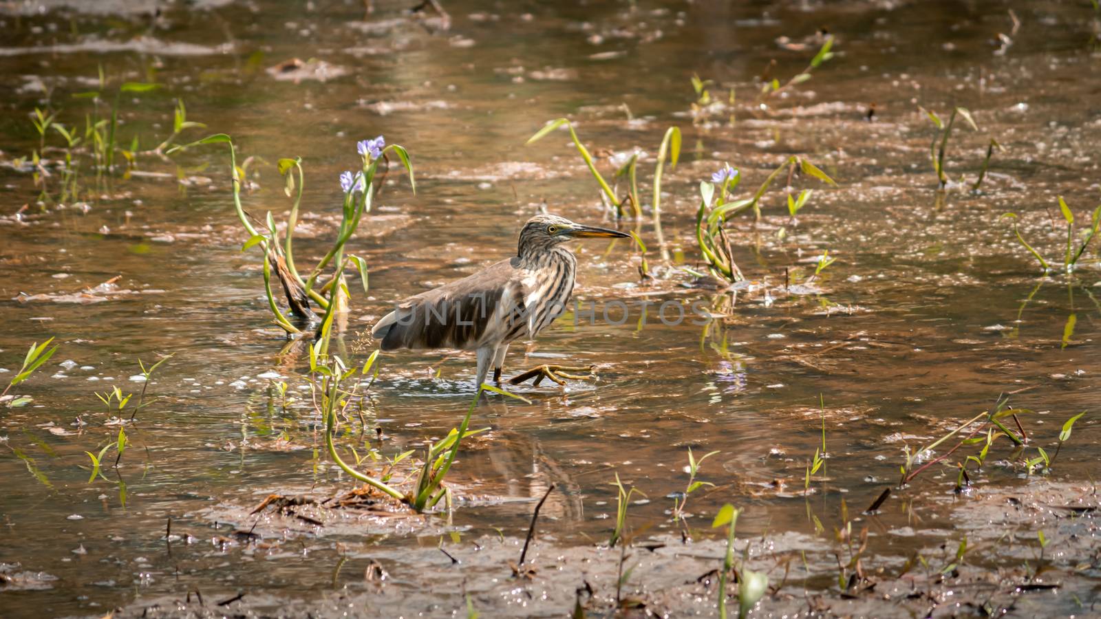 Yellow Bittern on a muddy waters hunting.