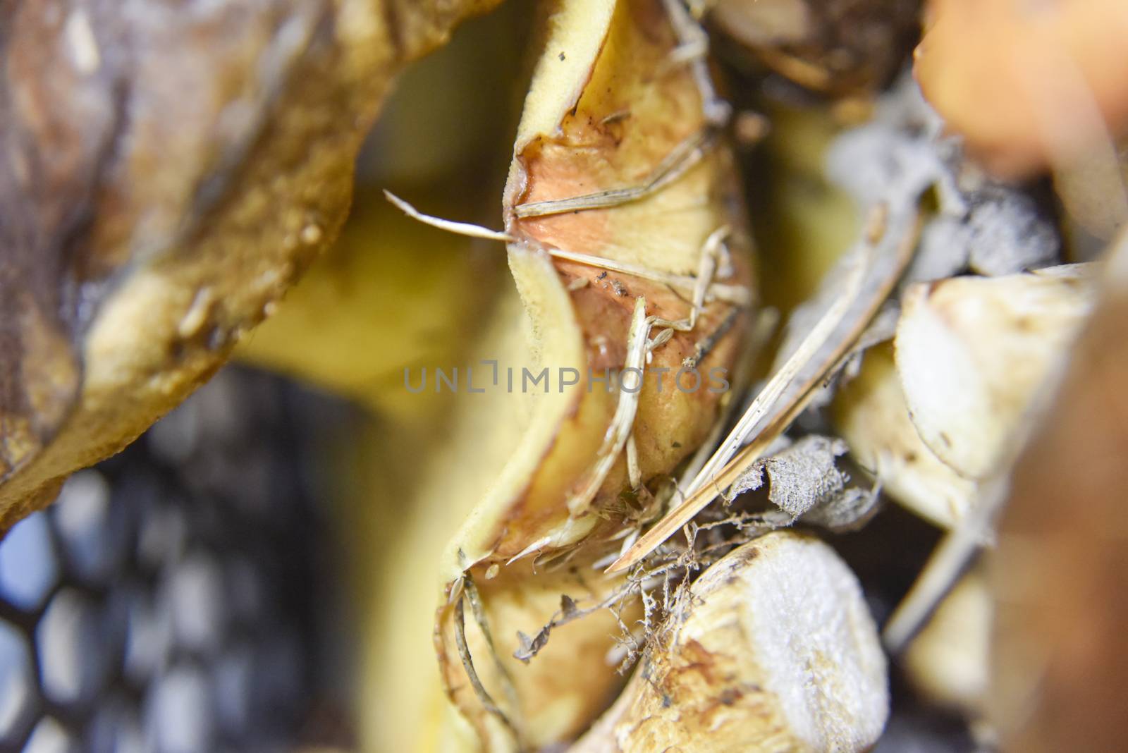 selective focus at the bottom side of the mushroom. Macro fotography, food concepts
