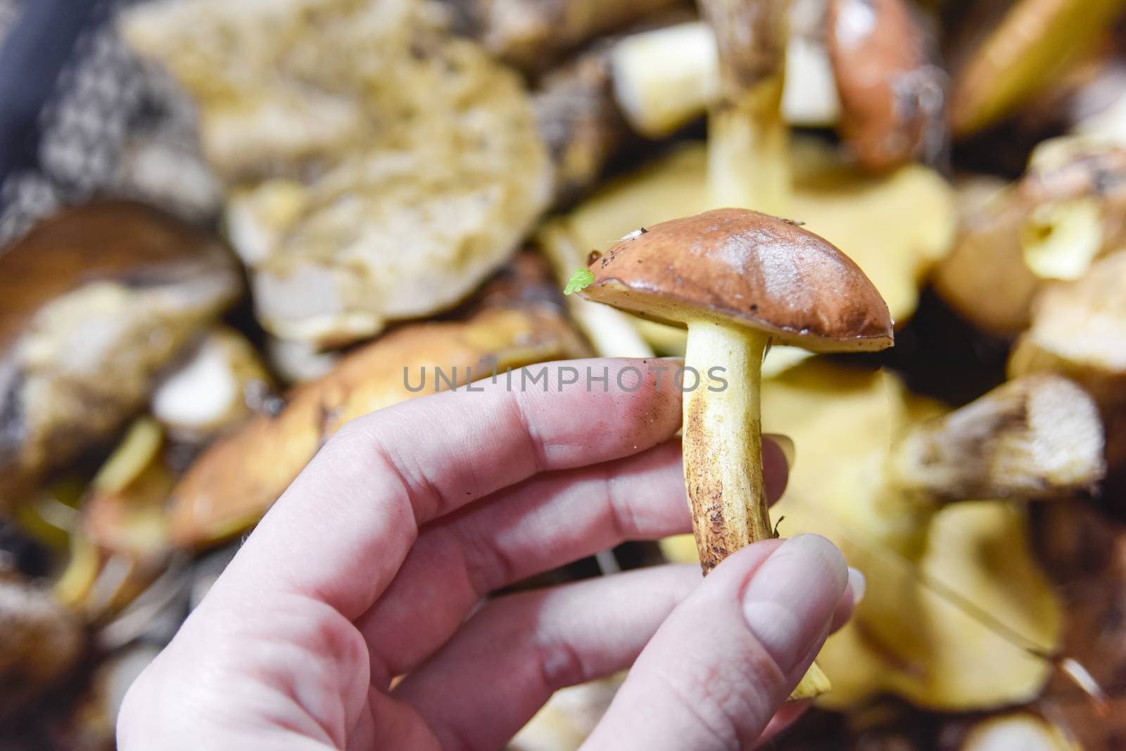 selective focus at the bottom side of the mushroom by yulia_sanatina