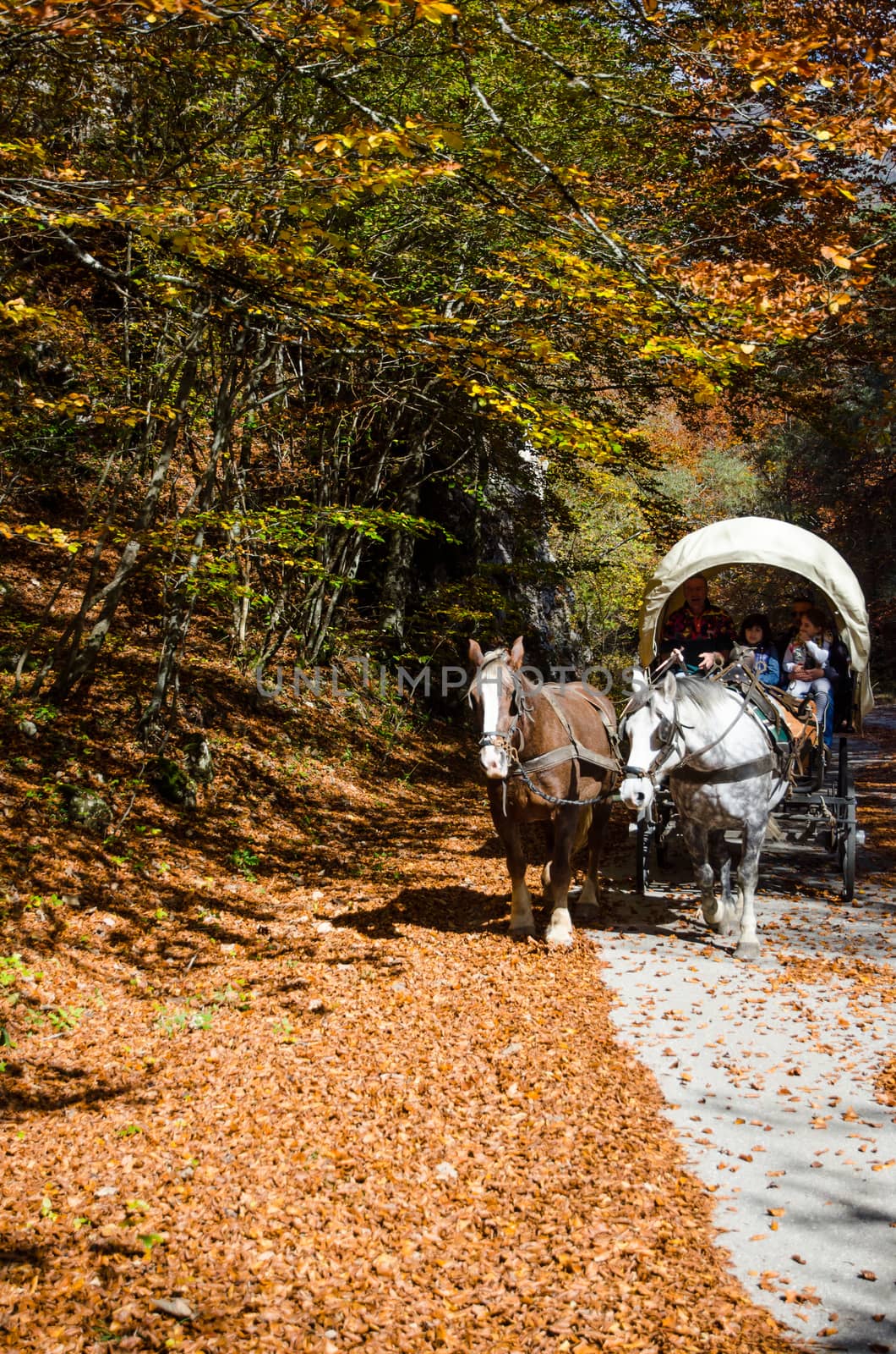 Abruzzo, Italy. October 2018. Autumn colors. Autumn colors and foliage. A family on a "conestoga" type wagon pulled by two horses passes through an avenue covered with fallen leaves and colorful trees