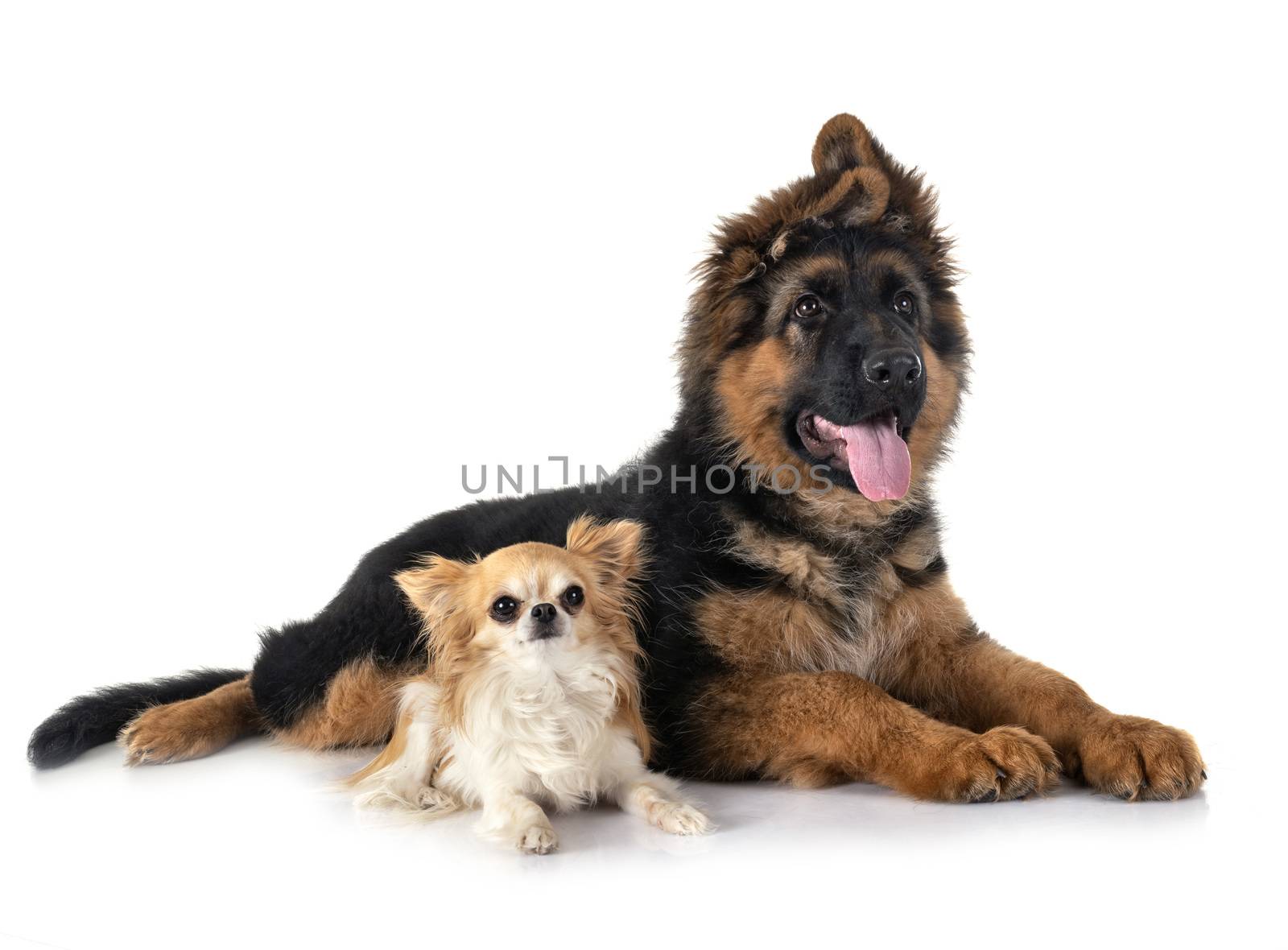 puppy german shepherd and chihuahua in front of white background