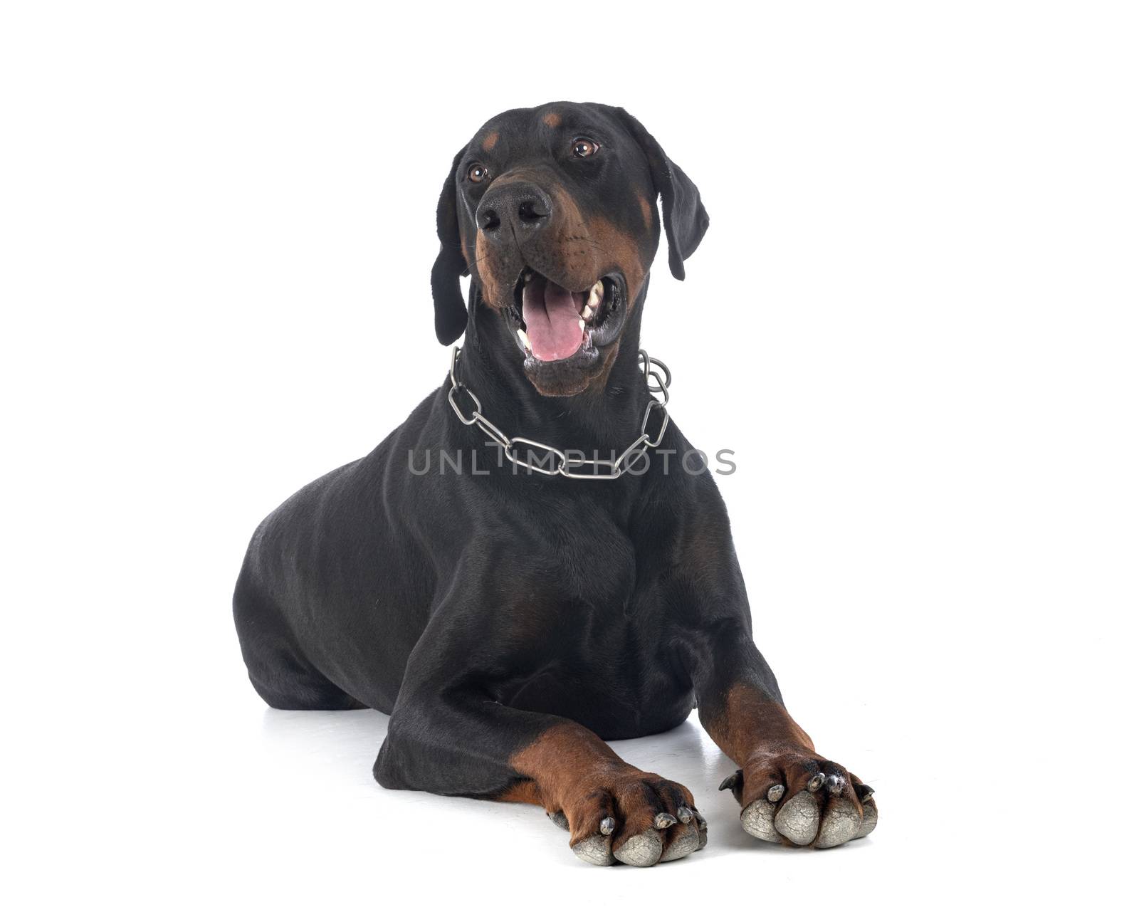 dobermann pinsher in front of white background