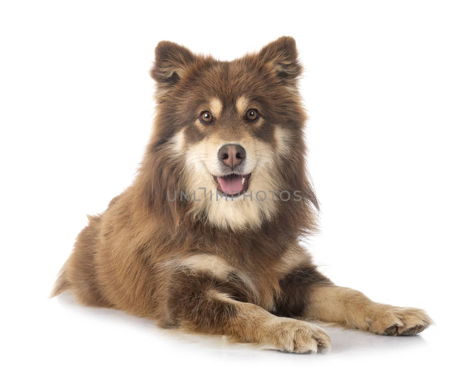  Finnish Lapphund in front of white background