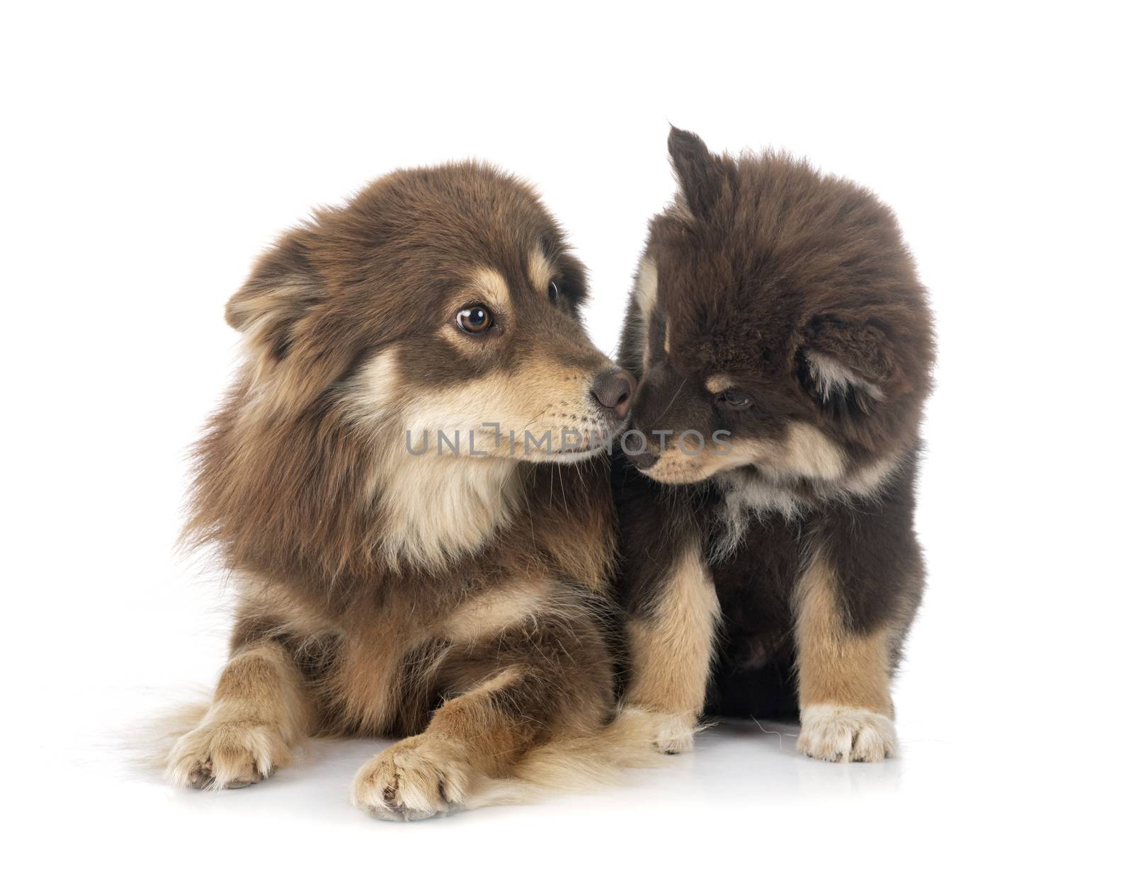 puppy and adult Finnish Lapphund in front of white background