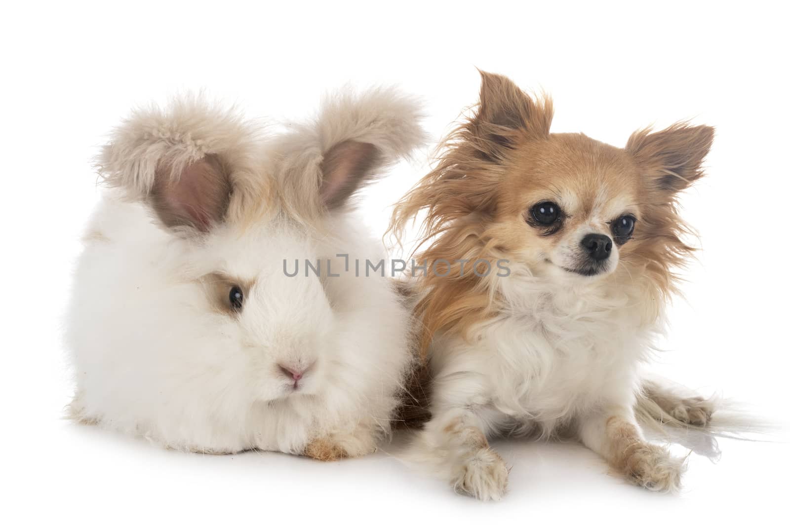 English Angora and chihuahua in front of white background