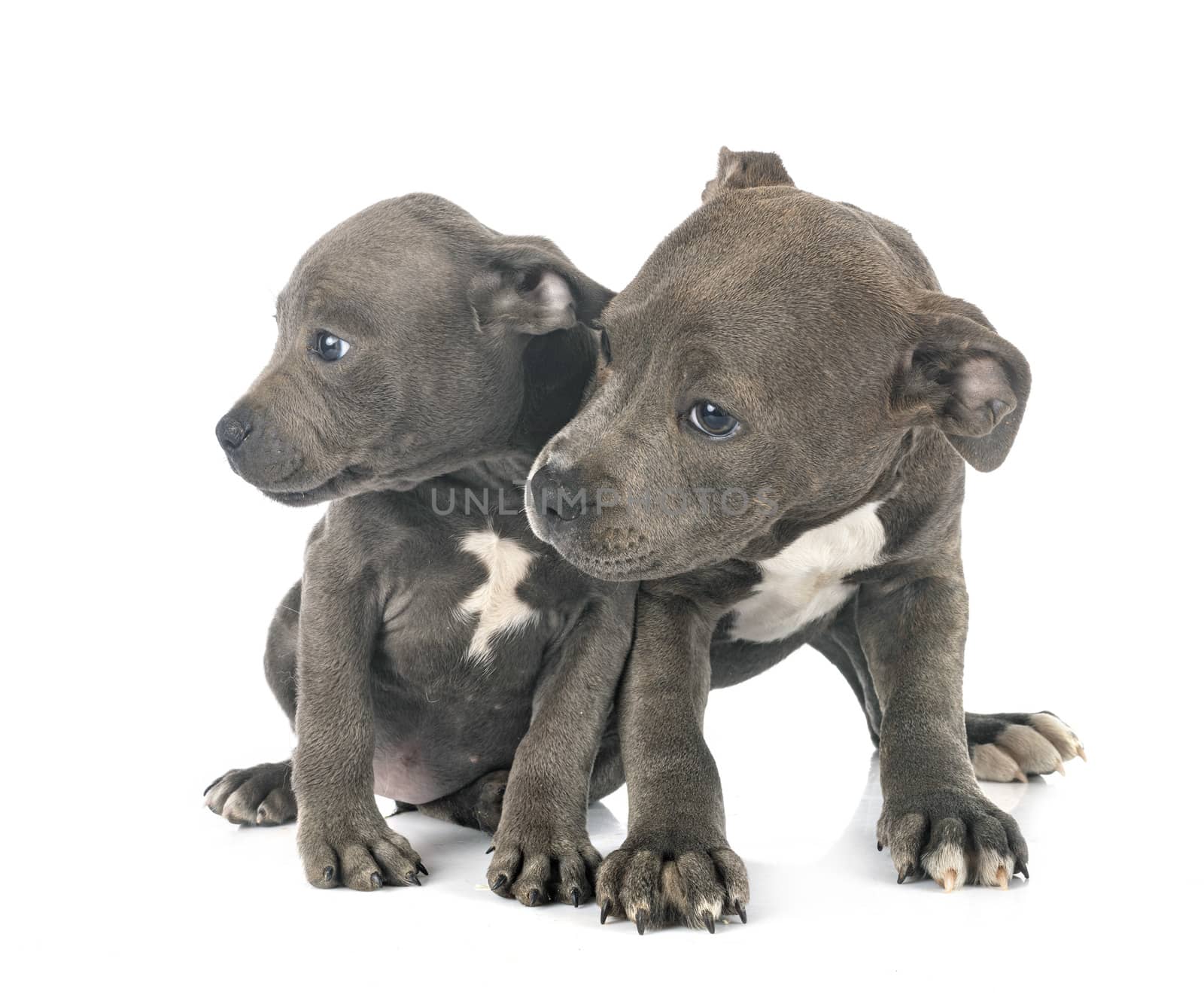 puppies staffordshire bull terrier in front of white background