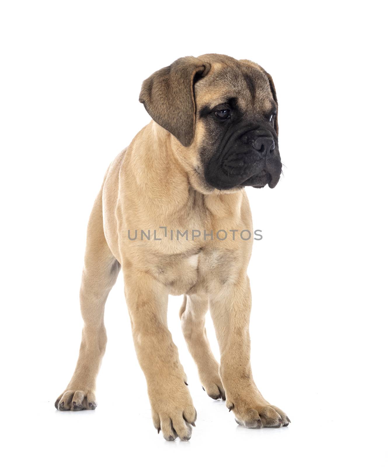 young bullmastiff in front of white background