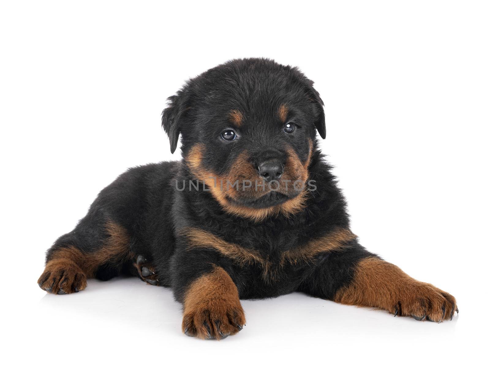 puppy rottweiler in front of white background